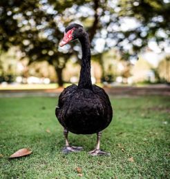 15003288_1490403050975843_8467644078558680926_o